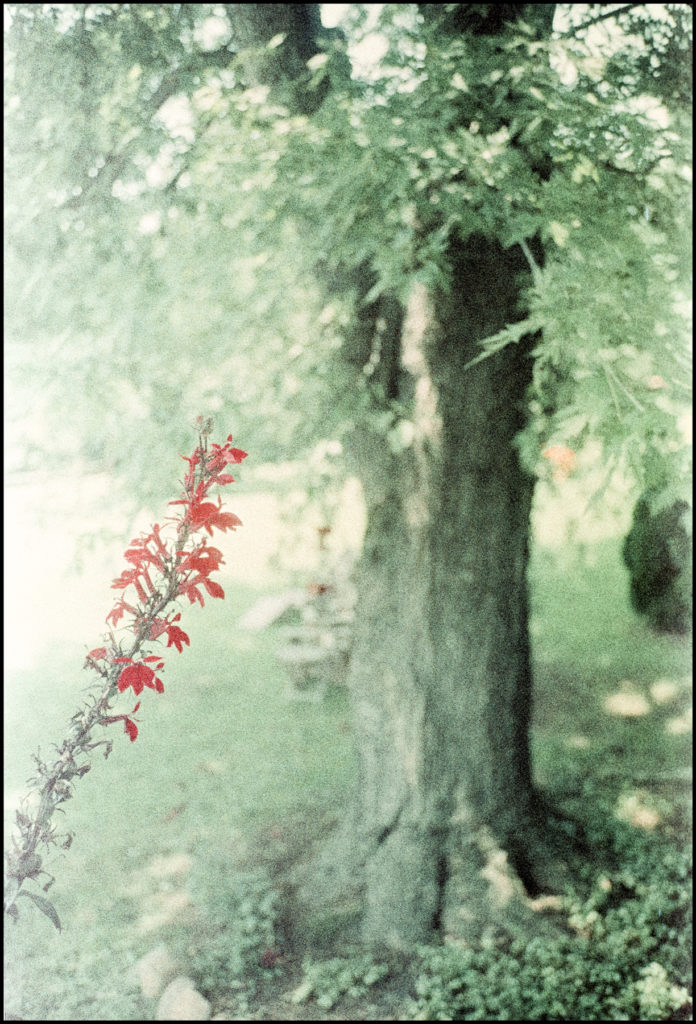 Red Flowers and Tree — Alice's — Contax T — Color Implosion